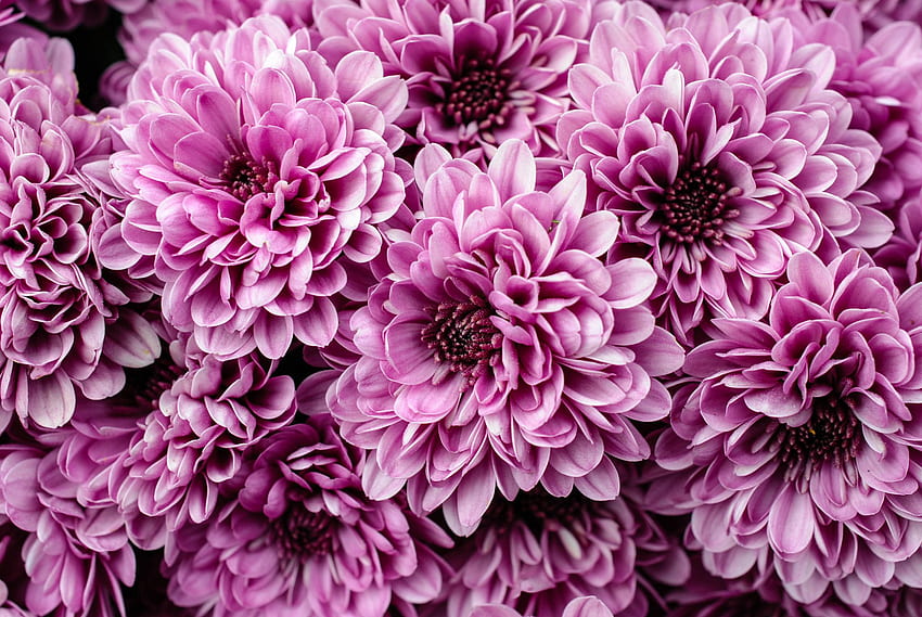 Purple Chrysanthemum HD wallpaper | Pxfuel