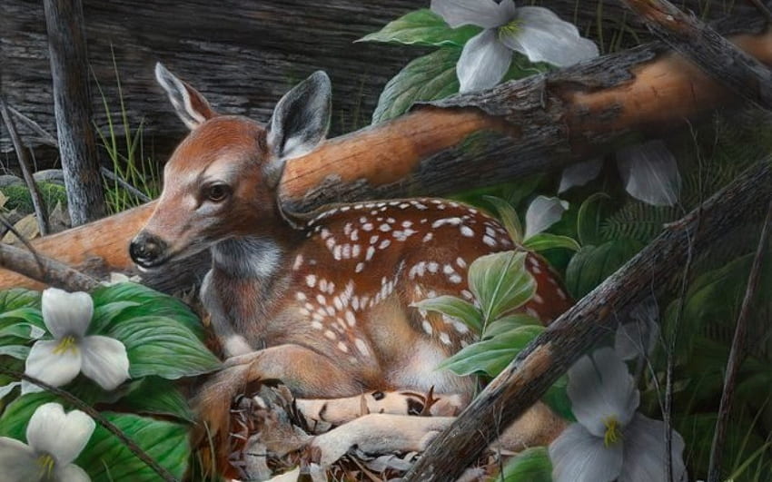 young deer, natur, forest, animals, deer HD wallpaper