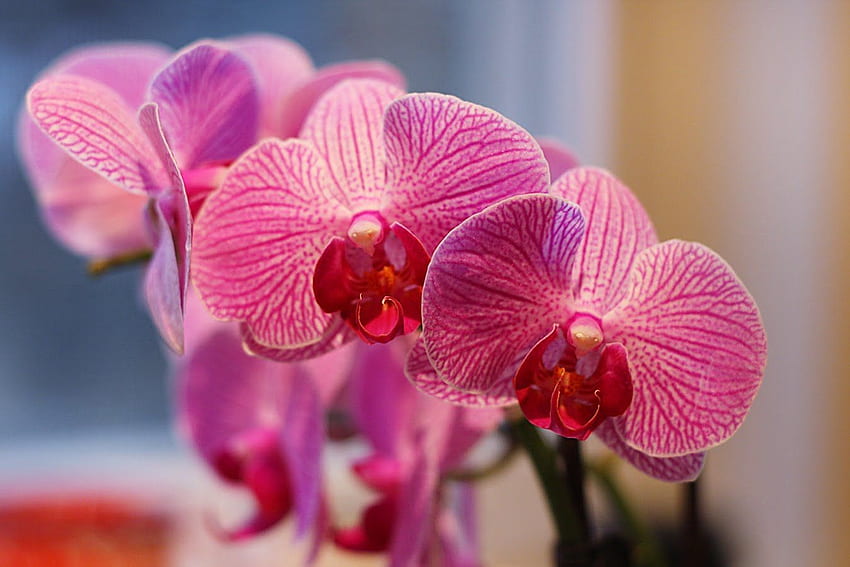 Amazing Deep Pink Orchid High Resolution: ดอกไม้ความละเอียดสูง Orchid Pink Wallpape กล้วยไม้สีชมพู กล้วยไม้ ดอกไม้ที่สวยที่สุด วอลล์เปเปอร์ HD