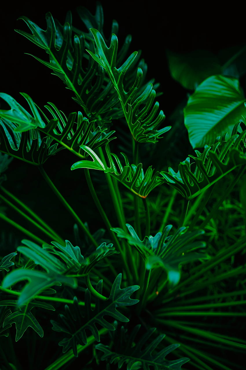 สีเขียว พืช พืช ใบไม้ วอลล์เปเปอร์โทรศัพท์ HD