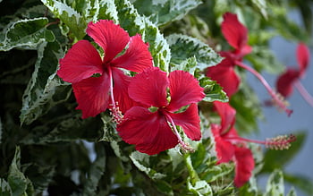 Peel & Stick : Tropical Hibiscus Flower – MUSE Wall Studio, Red