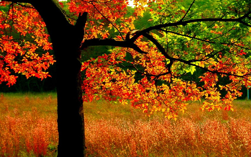 JESIENNE DRZEWO, kolory, liście, las, drzewo Tapeta HD
