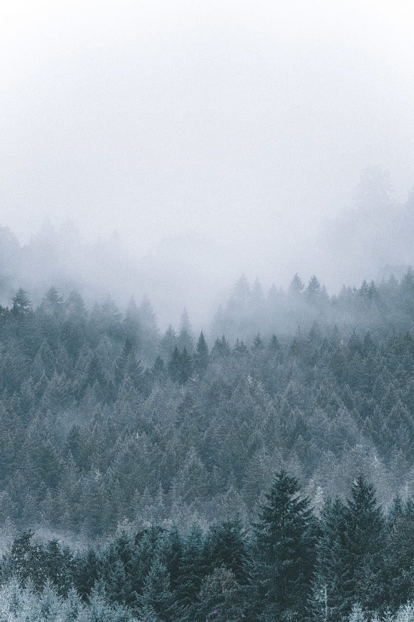 naturaleza, árboles, coníferas, bosque, niebla, neblina fondo de pantalla del teléfono
