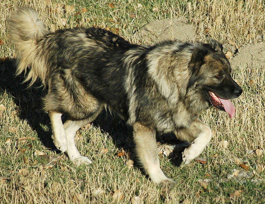 Caucasian Shepherd dog on a walk and HD wallpaper