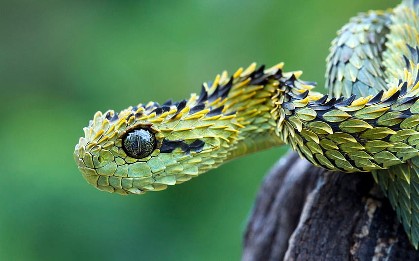 Animals, Eyes, Snake, Scale, Scales HD wallpaper