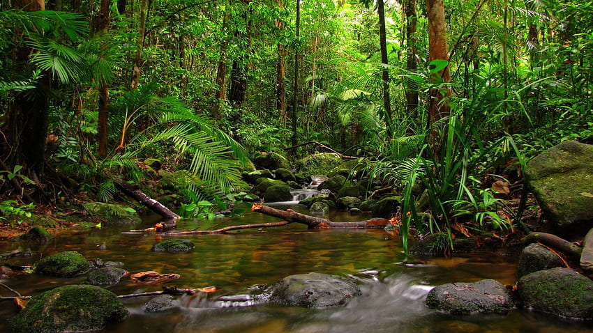 Background, Amazonas HD wallpaper