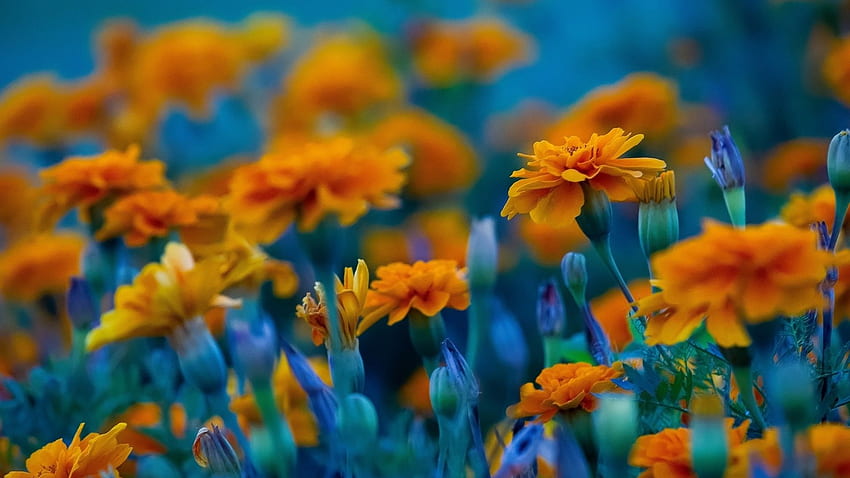 Meadow, Spring, Orange Flowers, , , Background, 0e0914 HD wallpaper