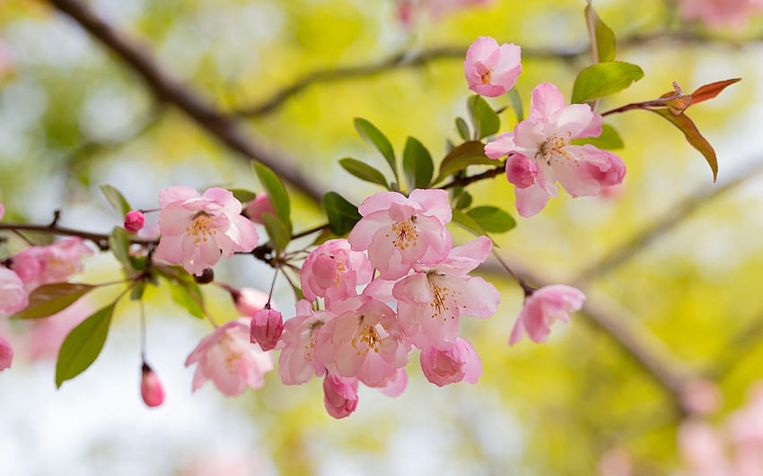 Apple Blossoms, pink, blossoms, apple, spring, tree HD wallpaper