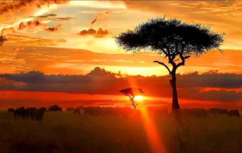 Africa Sunset Full HD wallpaper