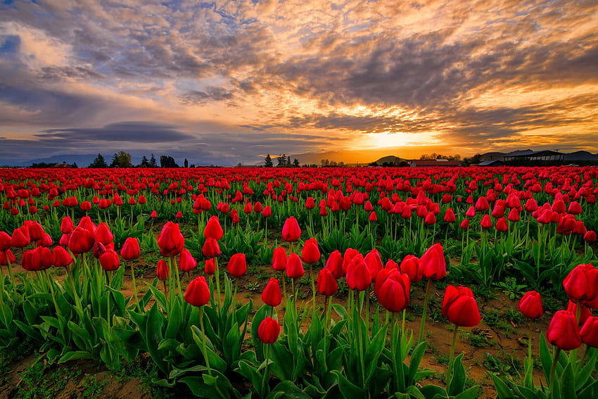Pole czerwonych tulipanów o zachodzie słońca, czerwone tulipany Tapeta HD