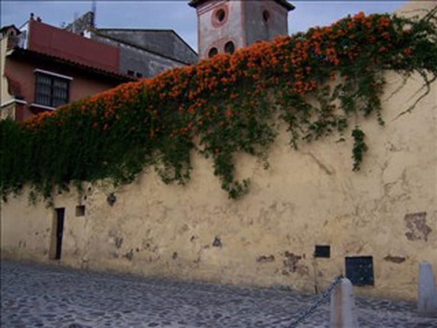 Wall Cuernavaca Mexico, ivy, architecture, vines, wall, mexico HD wallpaper