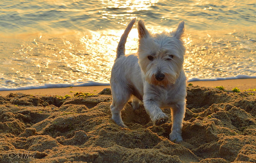 Sea, Dog, Dog, Sea, The West highland white Terrier for , section собаки, Westie HD wallpaper