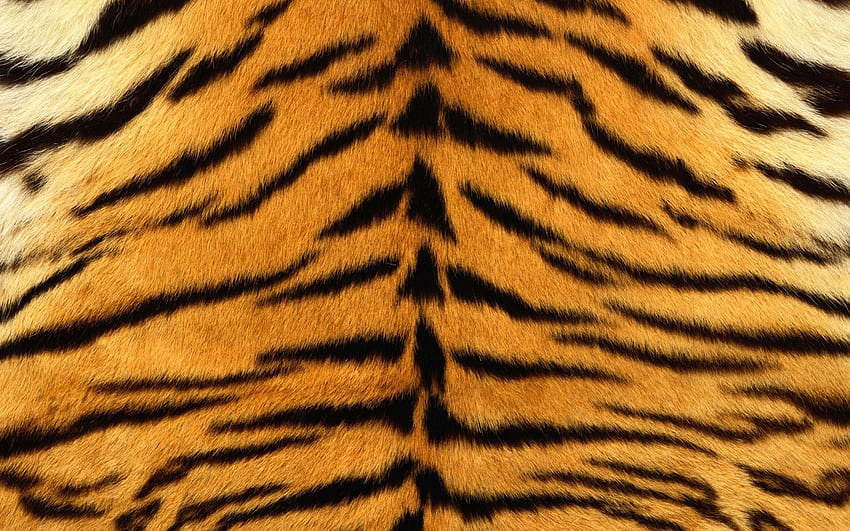 Texture, Textures, Striped, Tiger, Stripes, Fur, Skin, Strips HD wallpaper