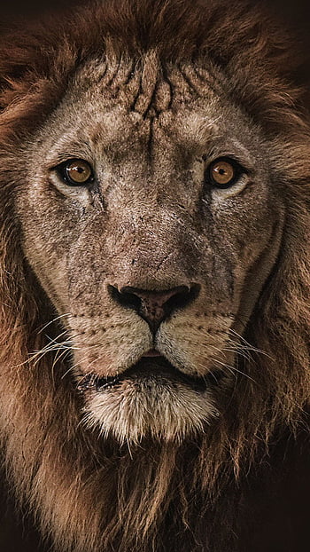Lion face iphone tumblr HD wallpapers | Pxfuel