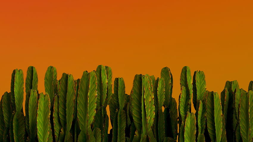 cactus, green plants, desert plants, , , background, 2ce985 HD wallpaper