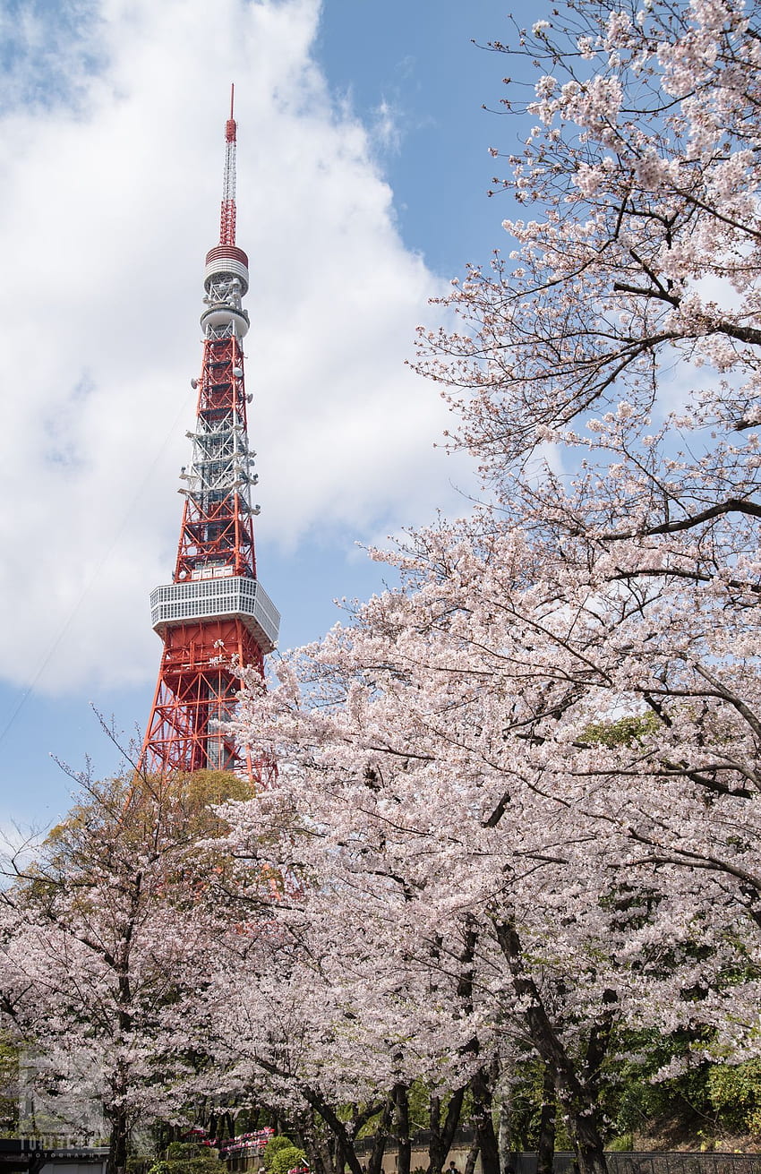 Sakura Trees Below Tokyo Tower. Tokyo tower, Sakura tree, Explore japan ...