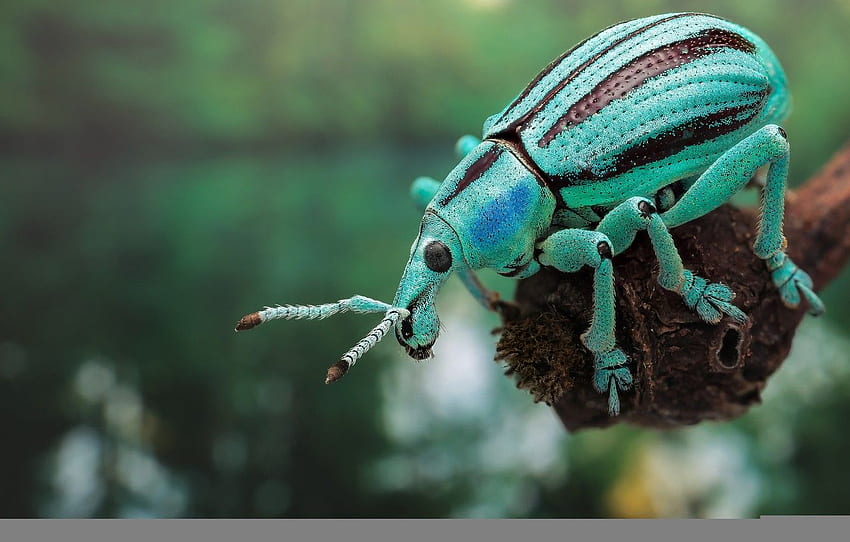 nature, paint, beetle, insect for , section макро - HD wallpaper