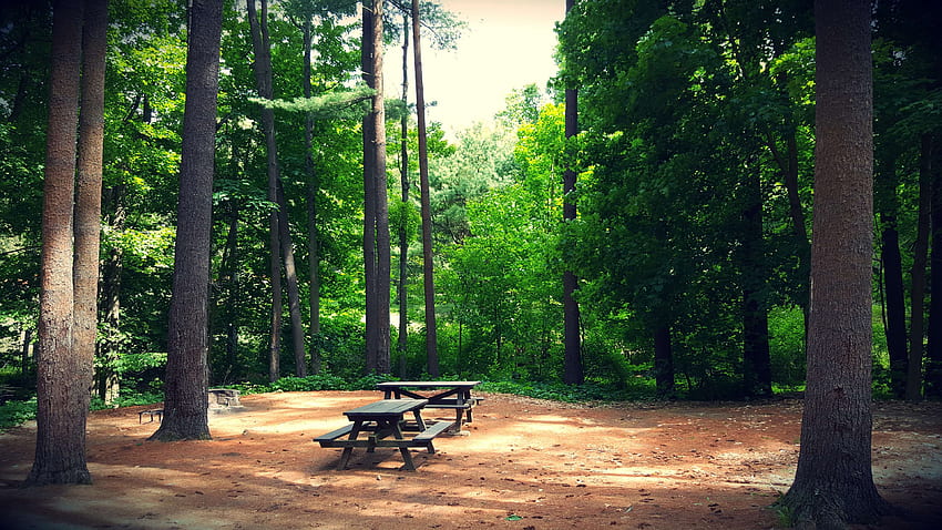 bench, camping, forest, green, greenery, tall, trees, woods JPG 1269 kB HD wallpaper