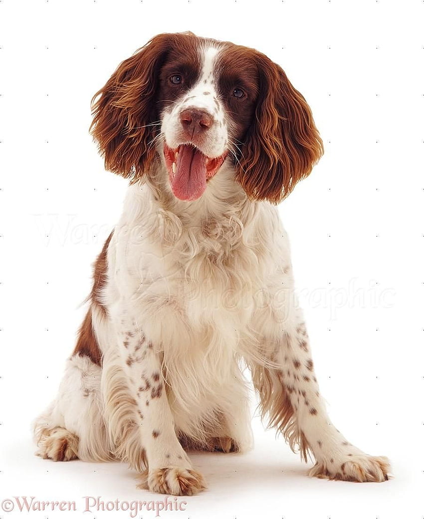 Welsh Springer Spaniel . Springer spaniel, Puppy dog , English springer spaniel HD phone wallpaper