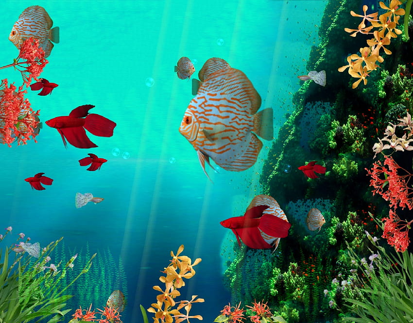 Buy Avikalp Awi3290 Aquarium Fishes Star Fish HD 3D Scenery Wallpaper Or  Wall Sticker Vinyl121cm x 91cm Online at Low Prices in India  Amazonin