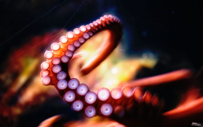 Octopus, Octopus Minimalistic HD wallpaper