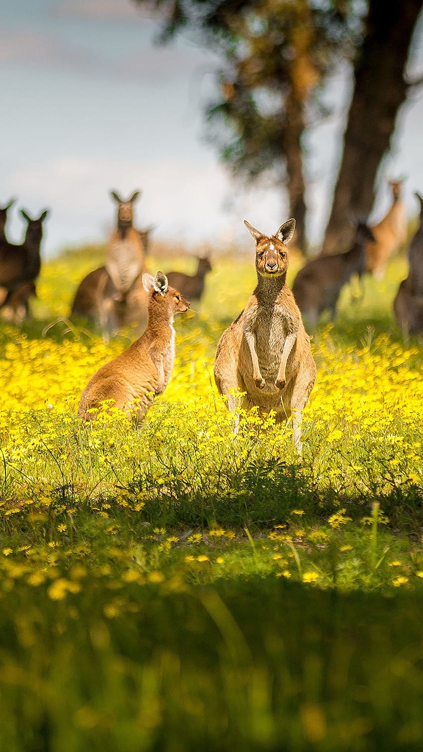 Kangaroo Australia Bokeh Grass animal HD phone wallpaper