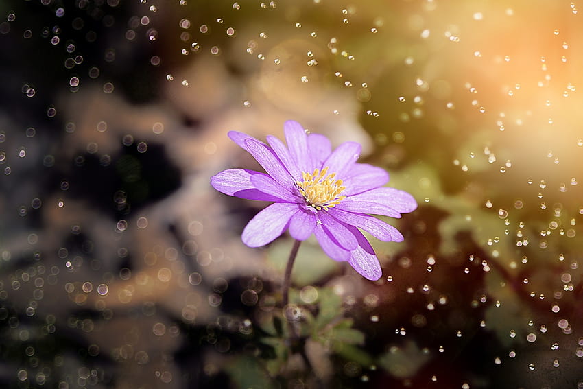 Anemone, blaue Blume, Bokeh HD-Hintergrundbild