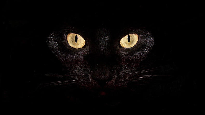노트북 15424. 고양이 포켓몬, 고양이, 무서운 고양이, 오싹한 고양이 HD 월페이퍼