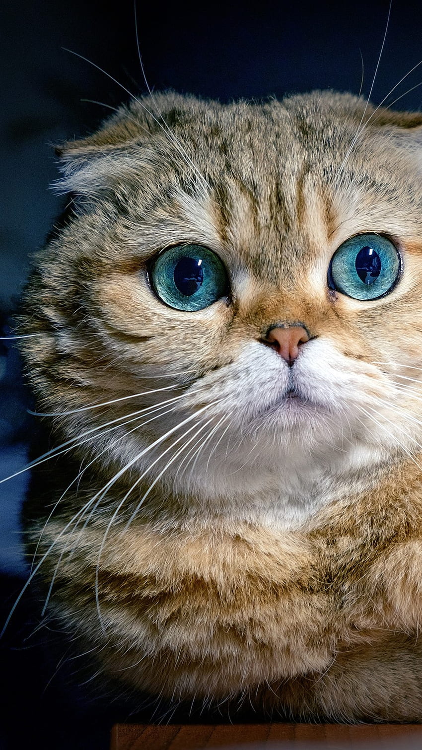 แมวสก๊อตติชโฟลด์ ตาสีฟ้า มุมมองด้านหน้า วอลล์เปเปอร์โทรศัพท์ HD