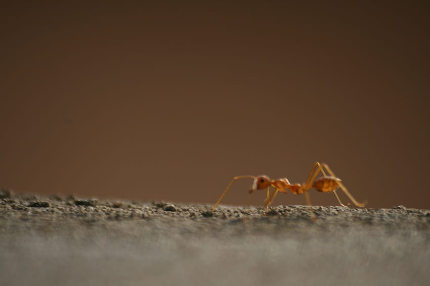 Red Ant Macro, redant, 매크로, 개미, 빨강 HD 월페이퍼
