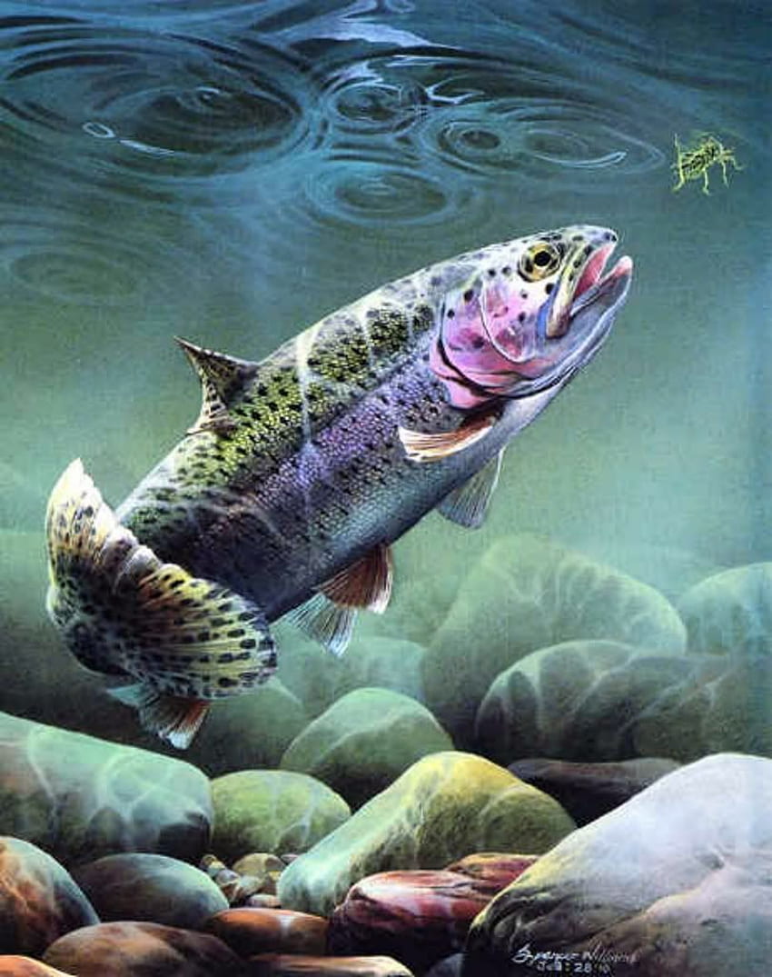 Fly Fishing Trout Graphics Code. Fly Fishing Trout Comments. Fly fishing art, Trout art, Fish HD phone wallpaper