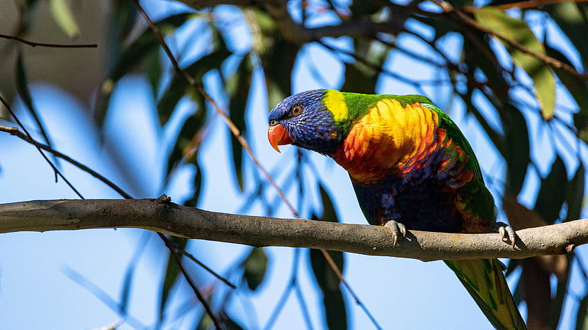 Rainbow Lorikeet Ptak Stoi Na Gałęzi Drzewa W Rozmycie Nieba Zielonych Liści Tle Ptaków Tapeta HD