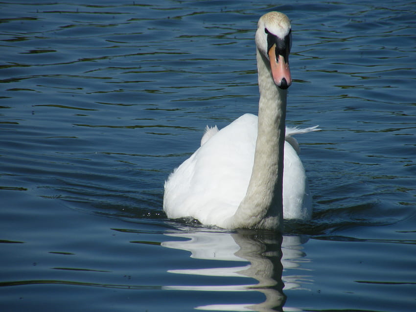 Swan, majestic, black face, reflection, lake HD wallpaper