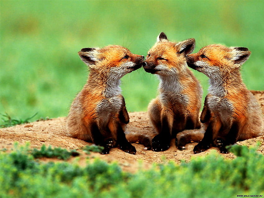Volpe, fauna selvatica, animali. Le migliori , Black and Red Fox Sfondo HD