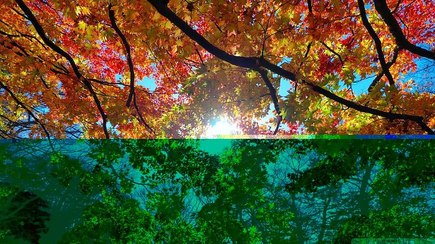 Autumn Sunshine HD wallpaper