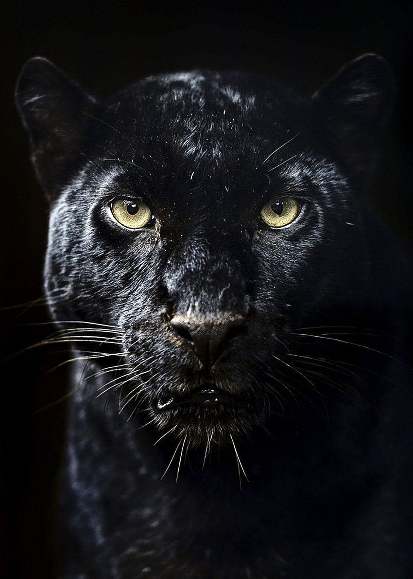 Плакат Черната пантера ' Плакат от MK studio. Displate. Котка черна пантера, животно ягуар, черен ягуар HD тапет за телефон