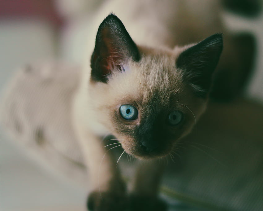 Animali, gattino, gattino, muso, occhi azzurri, occhi azzurri, siamesi Sfondo HD