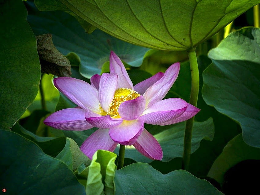 FROM THE GARDEN OF ZEN: A sacred lotus flower: Tsurugaoka, Zen Lotus Flower Pink HD wallpaper