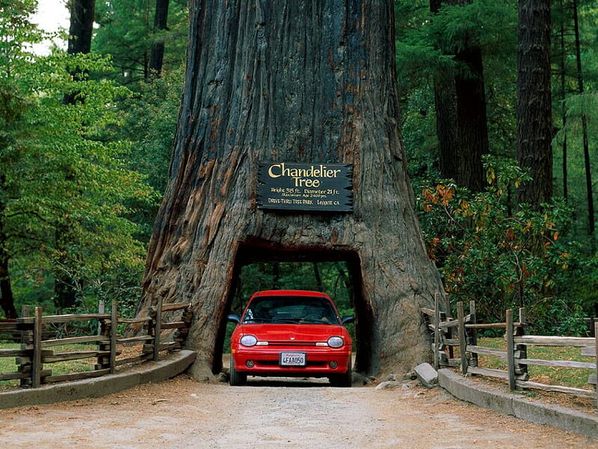 Chandelier Tree Leggett California, cool HD wallpaper