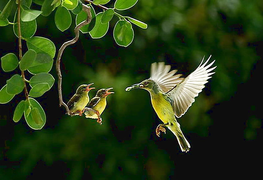 Entrega em domicílio, alimentação, verde e branco, folhas verdes, bebês, mãe pássaro, árvore papel de parede HD