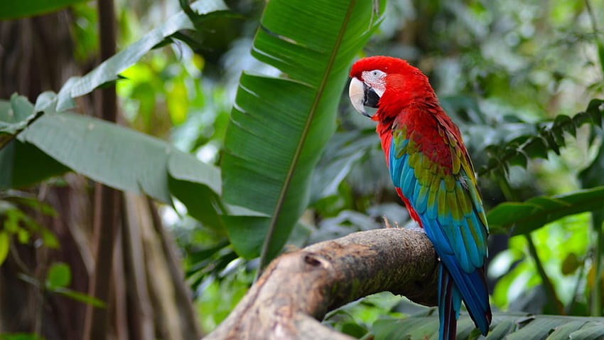 Schöner roter blauer grüner Papageienvogel steht auf Baumzweig in unscharfen grünen Blättern Hintergrundvögel HD-Hintergrundbild