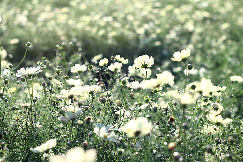 Flowers, Grass, Field, Kosmeya, Cosmos HD wallpaper