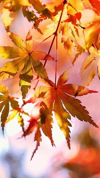 Best leave autumn HD wallpapers | Pxfuel
