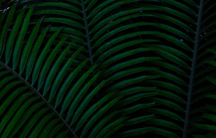 Grün, Dunkel, Nahaufnahme, Natur, Makro, Blatt, Pflanze, Palme, Ultra Background For , Section макро HD-Hintergrundbild
