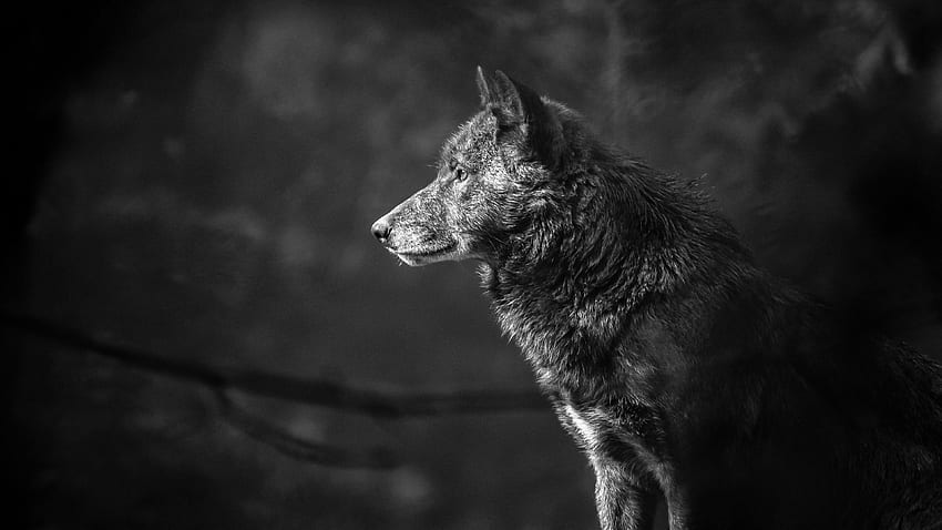 Wolf, black, resolution 16:9 ratio HD wallpaper
