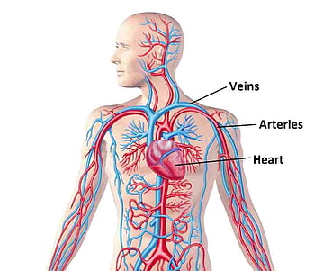 Circulatory system  Wikipedia
