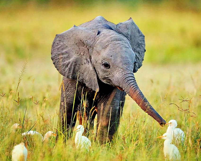 Baby Elephants - Cute Baby Elephant, Baby Elephant HD wallpaper