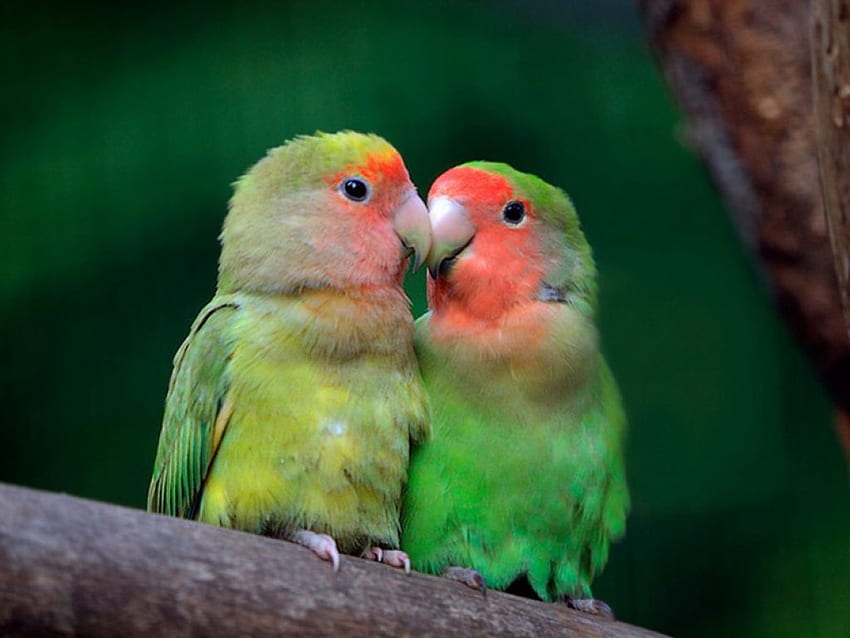 Love Birs, крила, пера, птица, gree, влюбени птици, красива, любов, червено, руж HD тапет