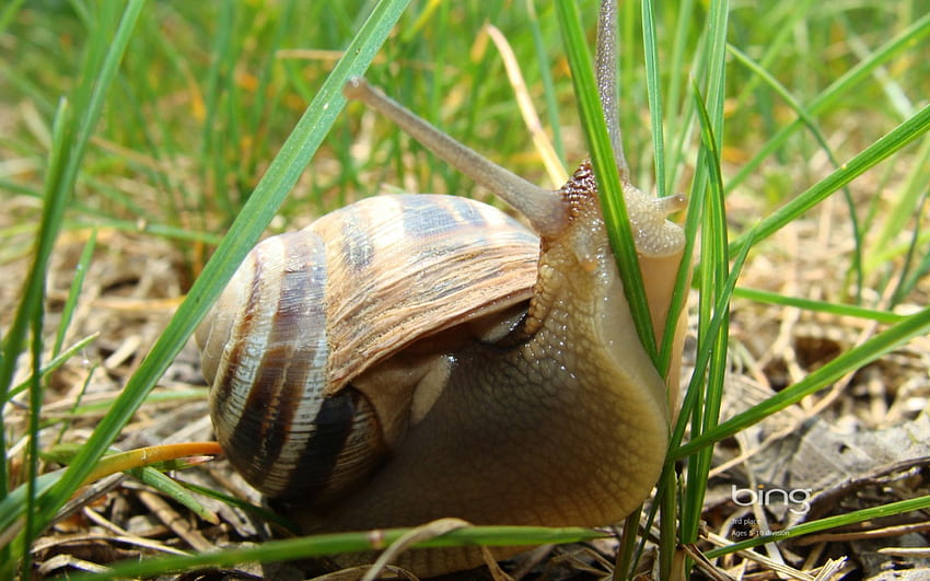 Snail, animal, nature HD wallpaper