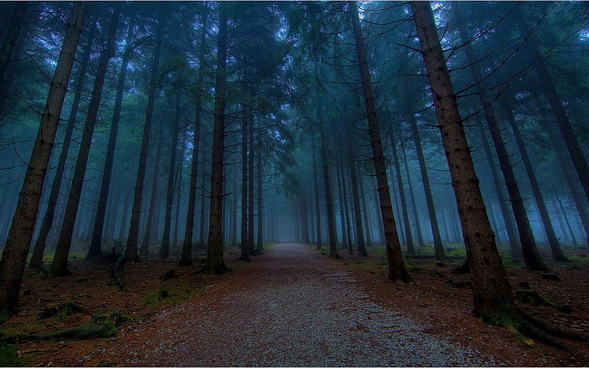 1366x768px, 720P Free download | Twilight in the quiet woods 9 ...